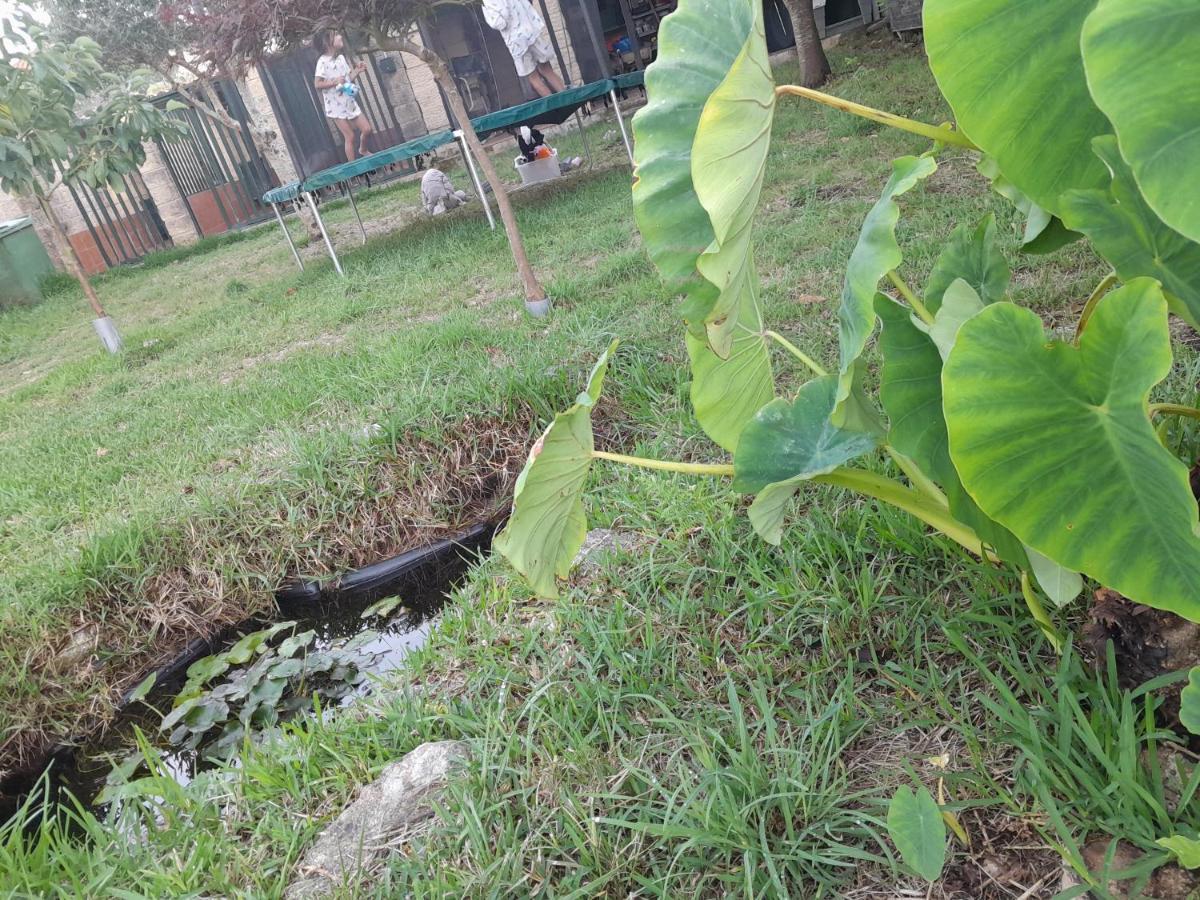 La Casa De Las Ranas 博伊奥 外观 照片